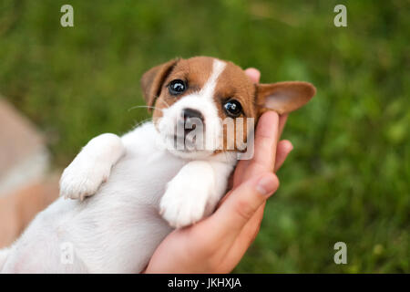 Uomo con grazioso cucciolo Jack Russel in mani. Foto Stock