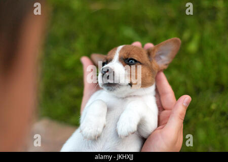 Uomo con grazioso cucciolo Jack Russel in mani. Foto Stock