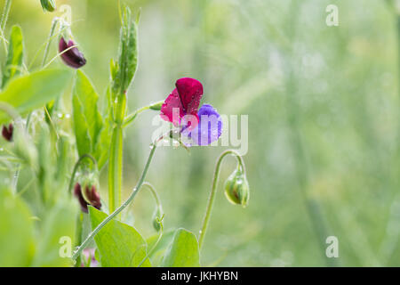 Matucana piselli dolci crescono in giardino con spazio di copia Foto Stock