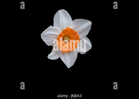 Daffodil isolati su sfondo nero Foto Stock