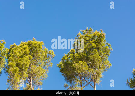 Paesaggio, cime degli alberi di pini e palme sul mare mediterraneo a Maiorca in Spagna contro il cielo blu. Foto Stock