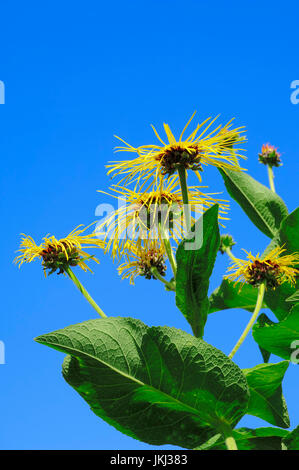 Telekia / (Telekia speciosa, Buphthalmum speciosum) / Heartleaf Oxeye | Telekie / (Telekia speciosa, Buphthalmum speciosum) / Ochsenauge Foto Stock