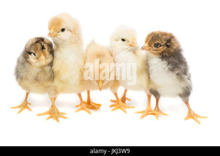 Cinque polli su sfondo bianco, isolamento, villaggio, estate Foto Stock