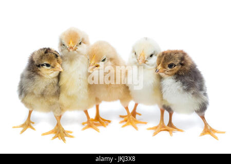 Cinque polli su sfondo bianco, isolamento, villaggio, estate Foto Stock