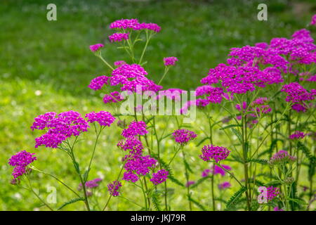 Achillea rosa fiori di prato, foto macro. Erbe mediche: Achillea millefolium, achillea ,o impianto di nosebleed Foto Stock