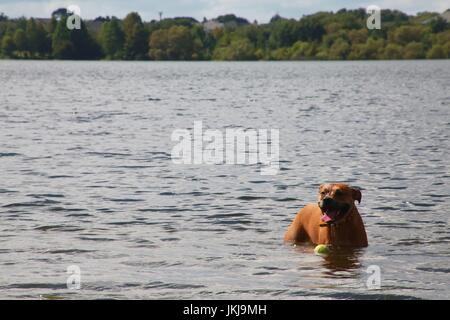 Cane di nuoto con palla da tennis Foto Stock