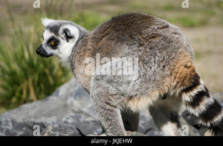 Rosso fiammante lemure lo Zoo di Calgary Foto Stock