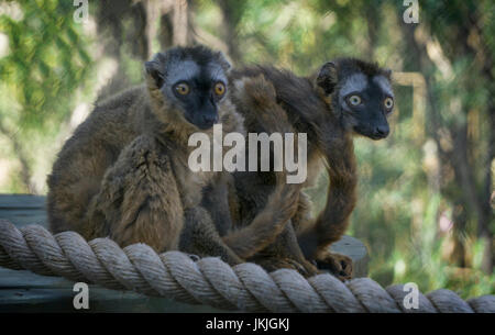 Anello-tailed lemure lo zoo di Calgary, Alberta Foto Stock