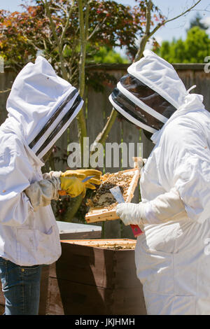 Due donne caucasici proprietario di piccola impresa gli apicoltori a controllare la salute del miele in un telaio in Seattle Washington, Stati Uniti d'America