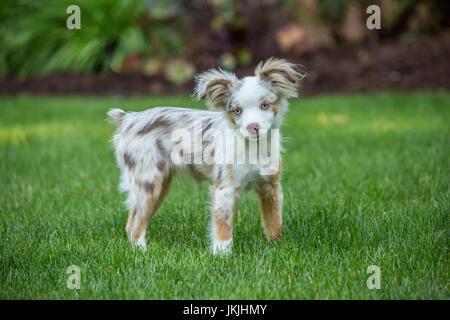 Mini pastore australiano cucciolo "Flynn' giocare nel suo cortile in Issaquah, Washington, Stati Uniti d'America Foto Stock