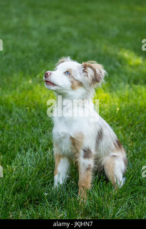 Mini pastore australiano cucciolo "Flynn' giocare nel suo cortile in Issaquah, Washington, Stati Uniti d'America Foto Stock