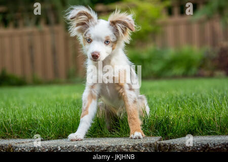 Mini pastore australiano cucciolo "Flynn' giocare nel suo cortile in Issaquah, Washington, Stati Uniti d'America Foto Stock