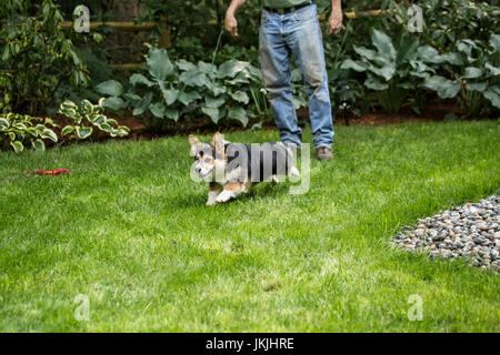 L'uomo gioca fetch con Tucker, i suoi sei mesi Corgi puppy in Issaquah, Washington, Stati Uniti d'America Foto Stock