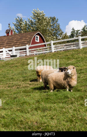 Coopworth e Romney Southdown incroci di ovini a Kelsey Creek Farm a Bellevue, Washington, USA. Coopworth ovini sono di medie dimensioni, il duplice scopo, Foto Stock