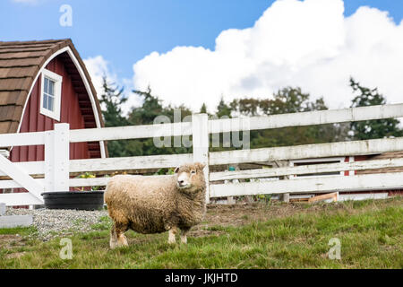 Coopworth pecore a Kelsey Creek Farm a Bellevue, Washington, Stati Uniti d'America Foto Stock