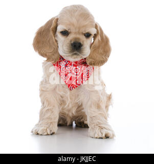 Carino cocker spaniel cucciolo Foto Stock