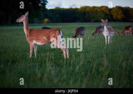 Allevamento di cervi nel Phoenix Park di Dublino, Irlanda Foto Stock
