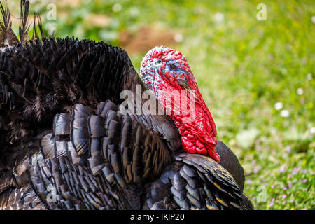 La Turchia domestico (Meleagris gallopavo) in una fattoria in Francia: close up di colorati di rosso e di blu stropicciata della testa e del collo e bargiglio piumaggio nero Foto Stock