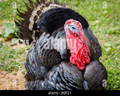 La Turchia domestico (Meleagris gallopavo) in una fattoria in Francia: close up di colorati di rosso e di blu stropicciata della testa e del collo e bargiglio piumaggio nero Foto Stock