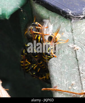 Questi sono vespe sociali dopo il loro nido era stato disturbato preparando per attaccare l'intruso. Foto Stock