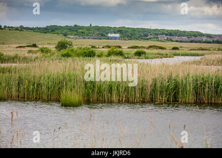 Victoria canneti, St Aidan contea del parco, Leeds, nello Yorkshire, Inghilterra Foto Stock