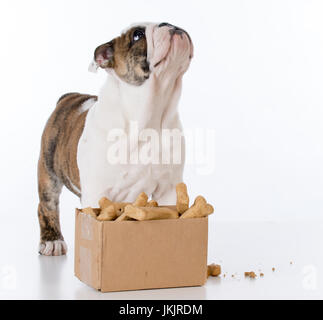 Bulldog cucciolo con una scatola di cartone piena di ossa Foto Stock