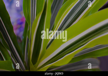 Foglia verde dello sfondo. Dracaena closeup per natura verde sullo sfondo Foto Stock