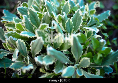 Vista dettagliata del vescovo di erbaccia è anche noto come aegopodium podagraria. Le foglie sono a luce verde medio con bordi variegato con verde chiaro e cremoso whi Foto Stock