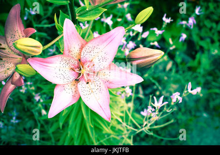 La fotografia macro di un frammento del fiore di giglio bianco con petali di rosa su sfondo nero Foto Stock