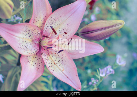 La fotografia macro di un frammento del fiore di giglio bianco con petali di rosa su sfondo nero Foto Stock