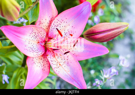 La fotografia macro di un frammento del fiore di giglio bianco con petali di rosa su sfondo nero Foto Stock