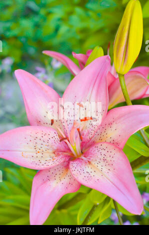 La fotografia macro di un frammento del fiore di giglio bianco con petali di rosa su sfondo nero Foto Stock