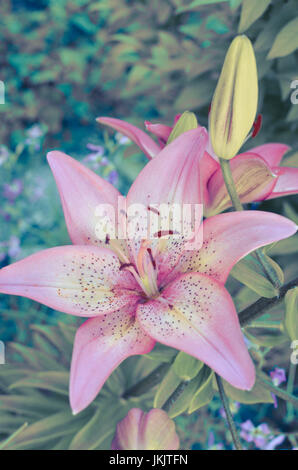 La fotografia macro di un frammento del fiore di giglio bianco con petali di rosa su sfondo nero Foto Stock