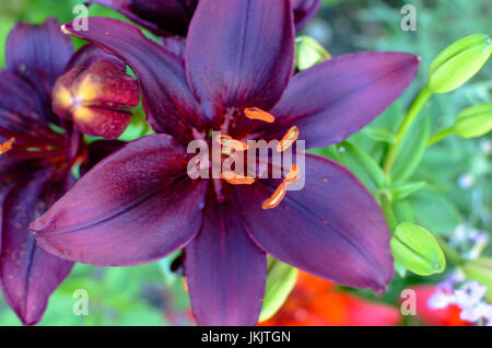 La fotografia macro di un frammento del fiore di giglio con scuri petali di colore nero su uno sfondo nero Foto Stock