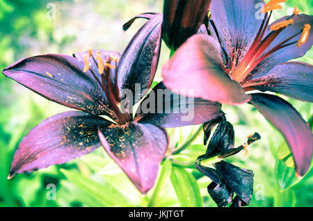 La fotografia macro di un frammento del fiore di giglio bianco con petali di rosa su sfondo nero Foto Stock