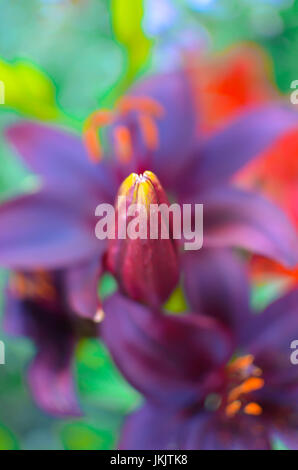 La fotografia macro di un frammento del fiore di giglio con scuri petali di colore nero su uno sfondo nero Foto Stock