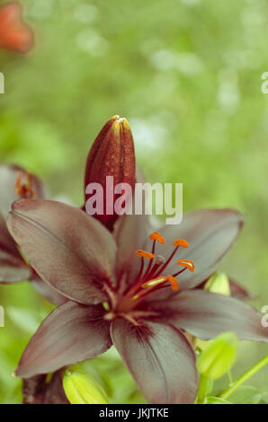 La fotografia macro di un frammento del fiore di giglio con scuri petali di colore nero su uno sfondo nero Foto Stock