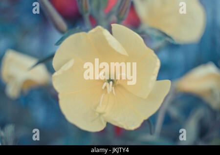 Fiori di Evening Primerose lat. Oenothera biennis closeup, focus locale presso il giardino Foto Stock