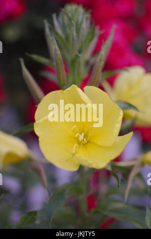 Fiori di Evening Primerose lat. Oenothera biennis closeup, focus locale presso il giardino Foto Stock