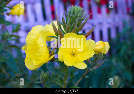 Fiori di Evening Primerose lat. Oenothera biennis closeup, focus locale presso il giardino Foto Stock