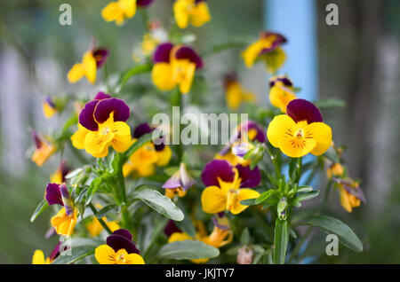 Viola cornuta in una pentola con sfondo Foto Stock