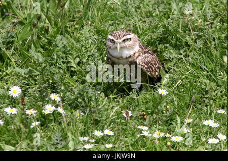 Nuovo Mondo scavando la civetta (Athene cunicularia) emergente da un nido. Foto Stock