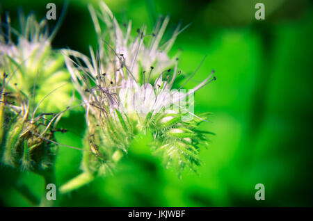 Close-up di phacelia flower Phacelia tanacetifolia e umile Ape raccoglie il nettare Foto Stock