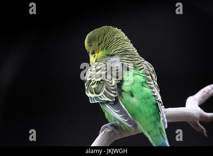 Australian Budgerigar parrocchetto (Melopsittacus undulatus) in primo piano. Foto Stock