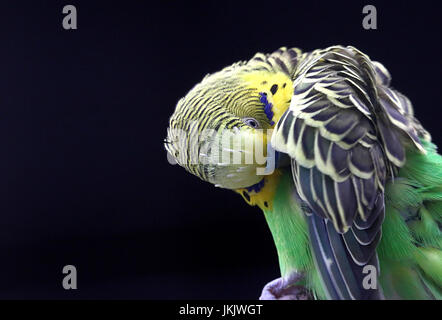 Australian Budgerigar parrocchetto (Melopsittacus undulatus) in primo piano. Foto Stock