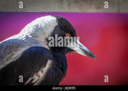 Ritratto closeup di Australian Gazza su sfocato sfondo rosso Foto Stock