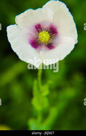 Vista dettagliata del papavero bianco con il colore violetto nel mezzo, sfondo naturale Foto Stock