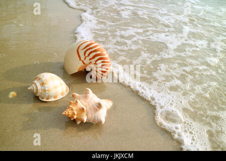 Conchiglia Tropicale Della Conchiglia Con L'oceano, La Spiaggia E La Vista Sul Mare Image87318518