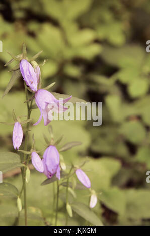 Fiore della campanula campana al forest closeup Foto Stock