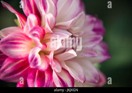 Fiore viola di un aster in primavera in Ucraina Foto Stock